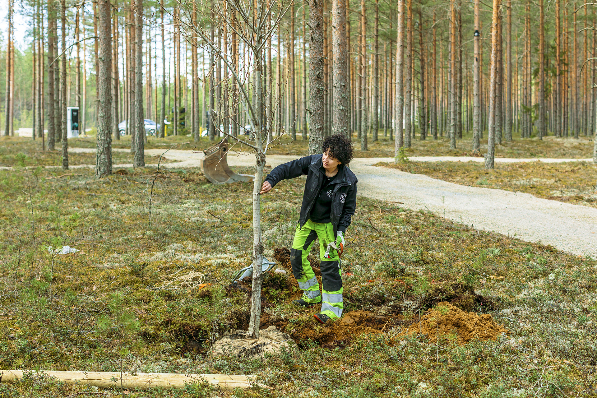 Maja planter tre